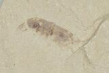 Cretaceous Fossil Fish (Armigatus) and Shrimp - Lebanon #200628-2